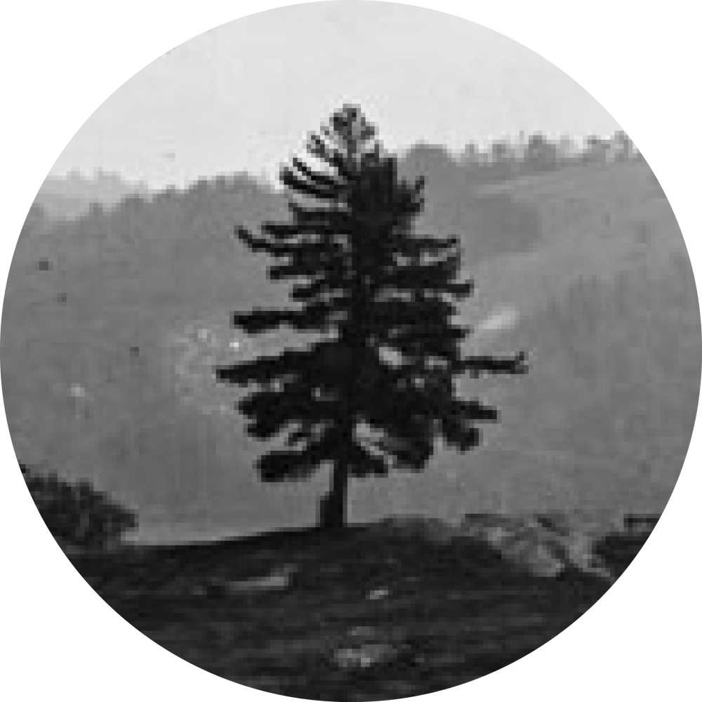 pine_icon